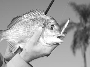 Bream will eat all kinds of soft plastics and hard-bodied lures. This fish ate a stickbait lure.